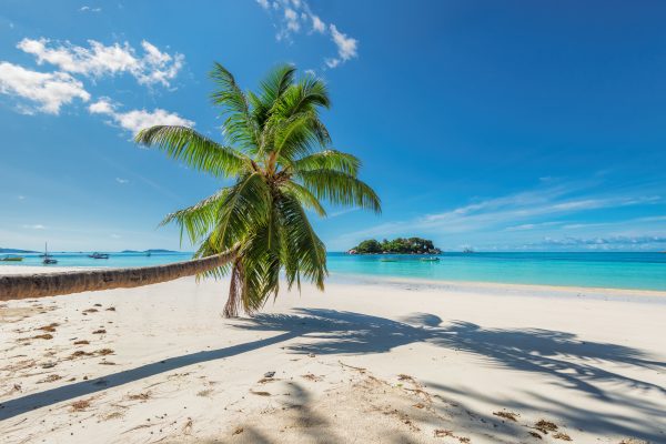 Palm over beach in tropical island
